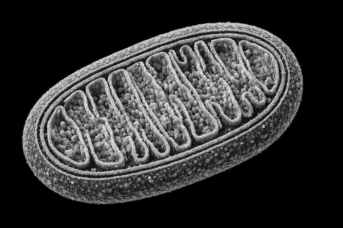 Электронная микрофотография здоровой митохондрии с чёткими кристами