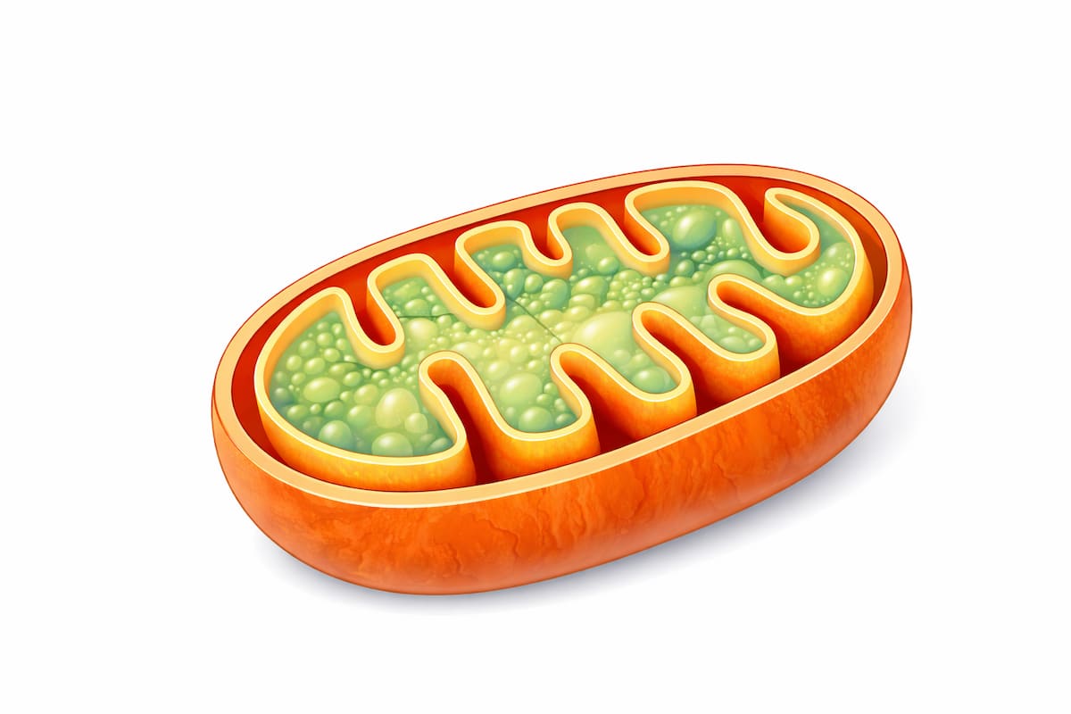 Схема митохондрии